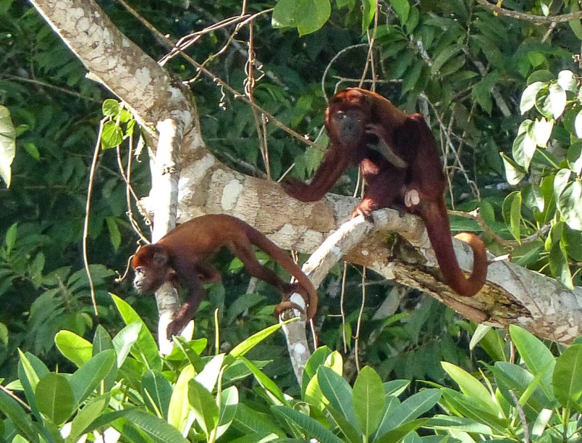 Red howler monkeys