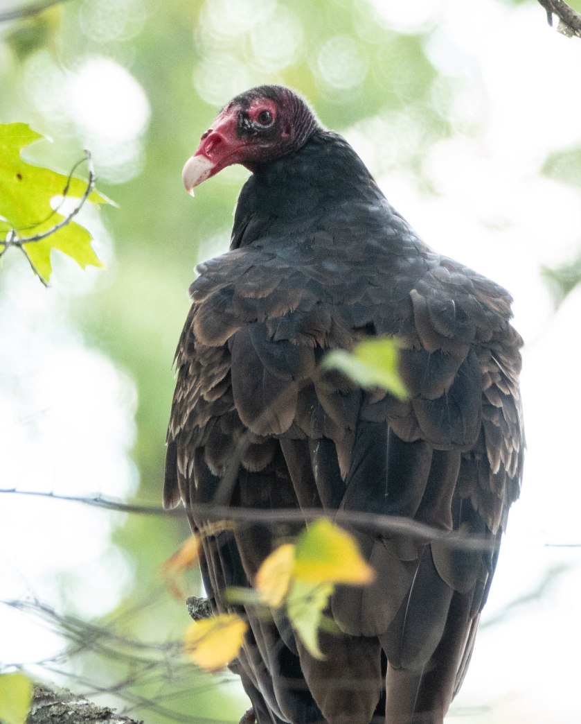 Adult turkey vulture