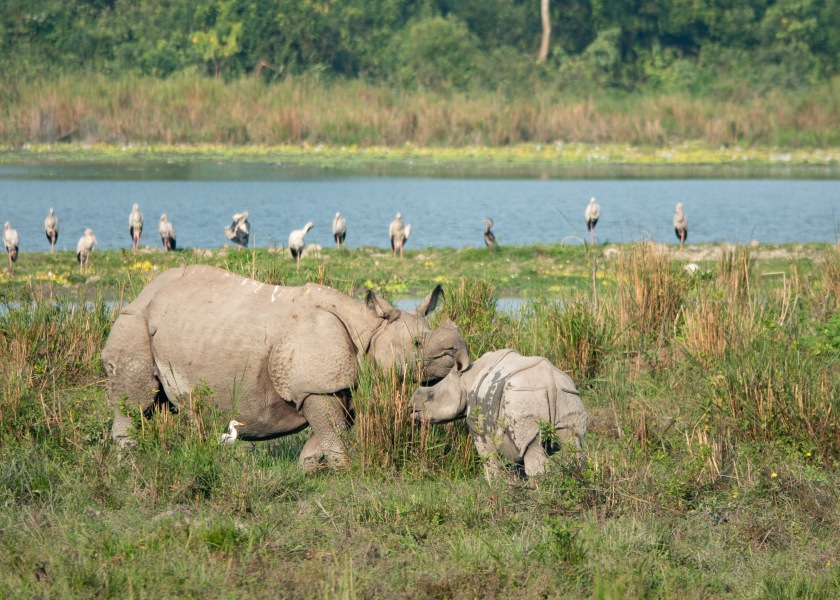 Indian one-horned Rhino